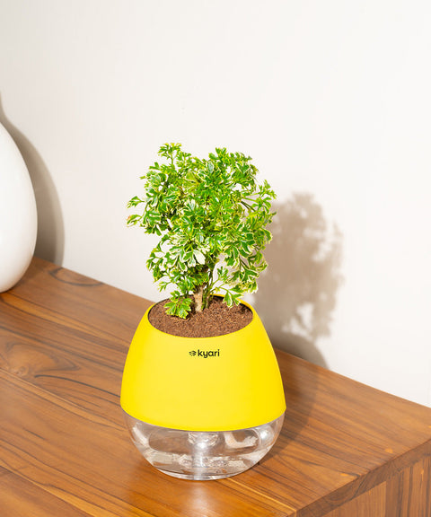 Aralia Variegated Plant With Nova Self Watering Pot