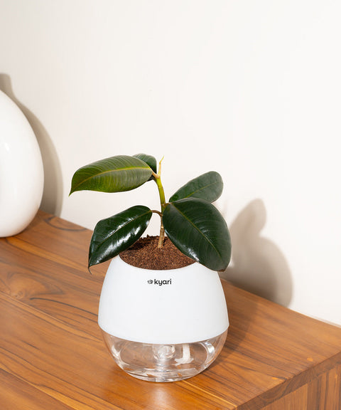 Black Rubber Plant with Self Watering Pot