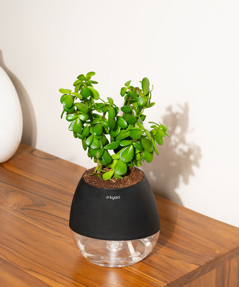 Lucky Jade Plant With Nova Self Watering Pot