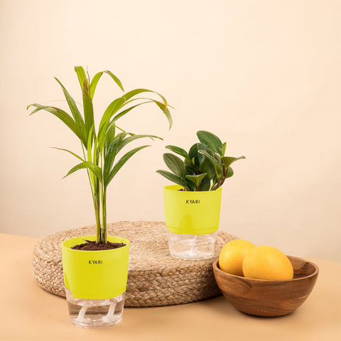 Set of 2 - Peperomia Green & Areca Palm Plant