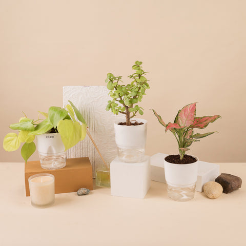 Set of 3 - Aglaonema Pink Valentine & Lucky Jade & Golden Money Plant