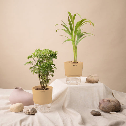 Set of 2 - Areca Palm & Aralia Green Plant