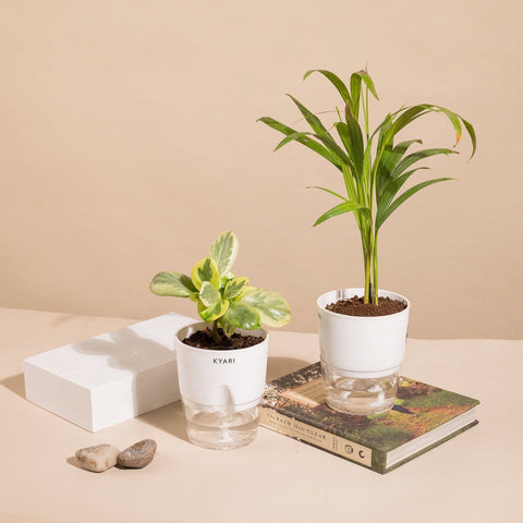 Set of 2 - Areca Palm & Peperomia Variegated Plant