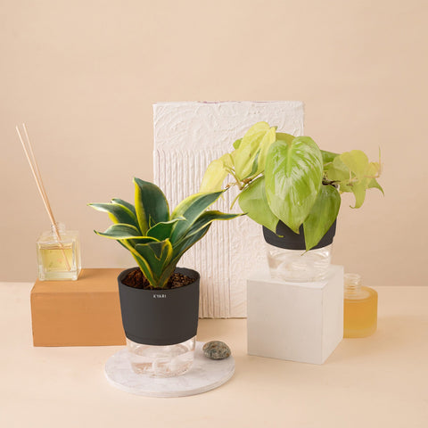 Set of 2 - Golden Money & Golden Hahnii Snake Plant