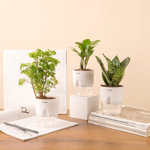 Set of 3 - Aralia Green & ZZ - Zamia Green & Green Snake Plant