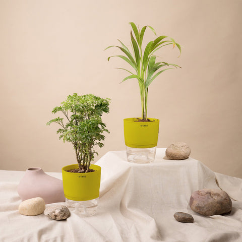 Set of 2 - Areca Palm & Aralia Green Plant
