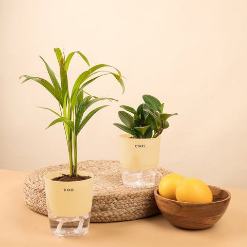 Set of 2 - Peperomia Green & Areca Palm Plant