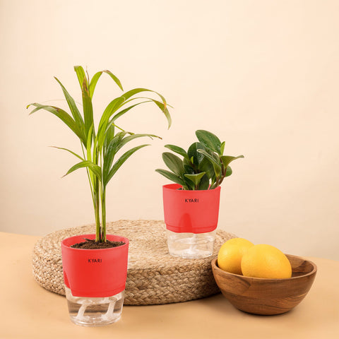 Set of 2 - Peperomia Green & Areca Palm Plant