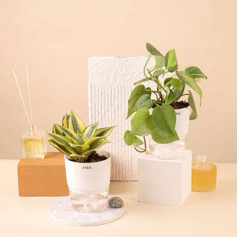Set of 2 - Money variegated & Golden Hahnii Snake Plant