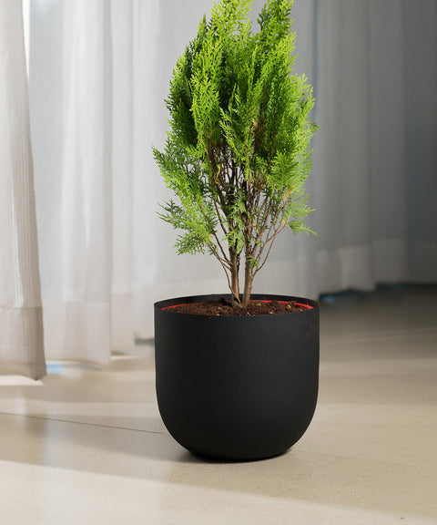 Thuja Plant with Extra Large Metal Self Watering Pot