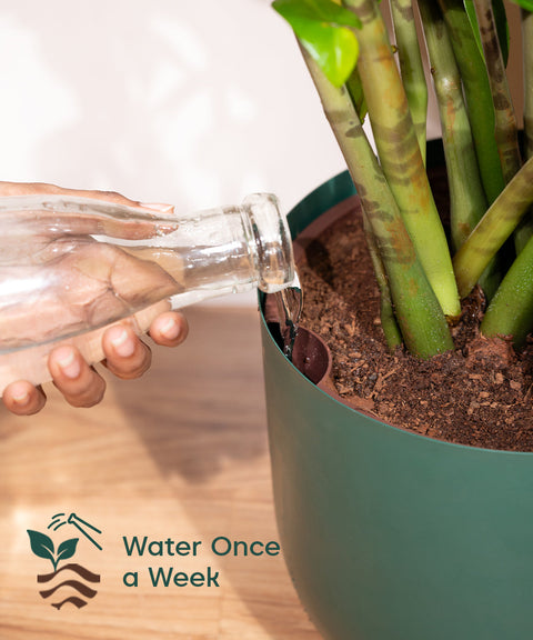 ZZ Green with Extra Large Self Watering Pot