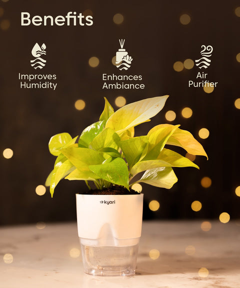 Festive Gleam Hamper