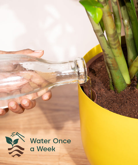 ZZ Green with Extra Large Metal Self Watering Pot