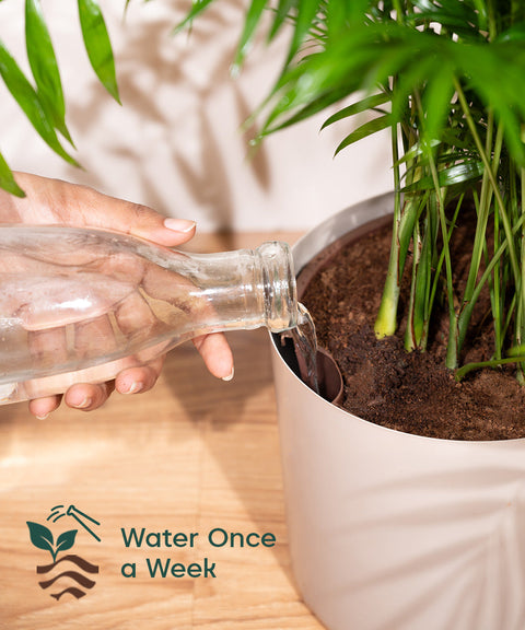 ZZ Green with Large Metal Self Watering Pot