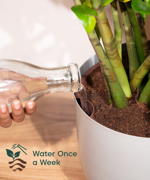 ZZ Green with Extra Large Self Watering Pot