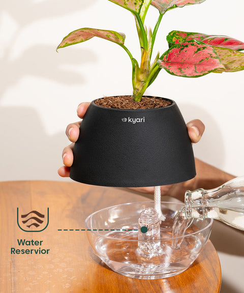 Lucky Bamboo Plant With Nova Self Watering Pot
