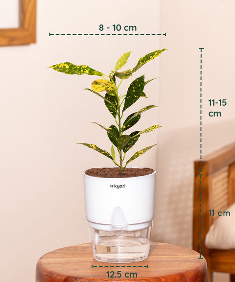 Gold Dust Nimbus Croton With Self Watering Pot
