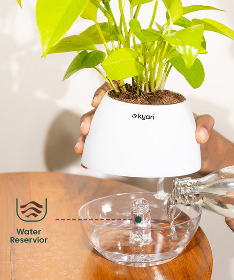 Golden Money Plant With Nova Self Watering Pot