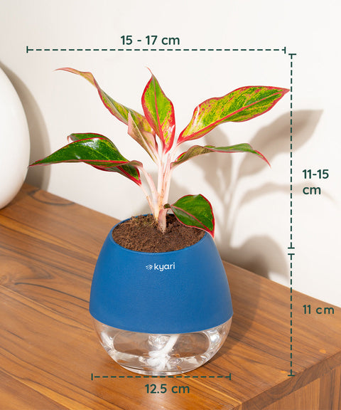 Aglaonema Lipstick Plant With Self Watering Pot