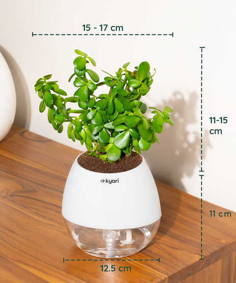 Lucky Jade Plant With Nova Self Watering Pot