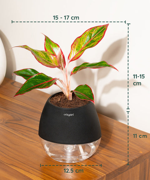 Aglaonema Lipstick Plant With Self Watering Pot