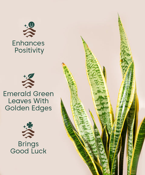 Golden Hahnii Snake Plant With Self Watering Pot