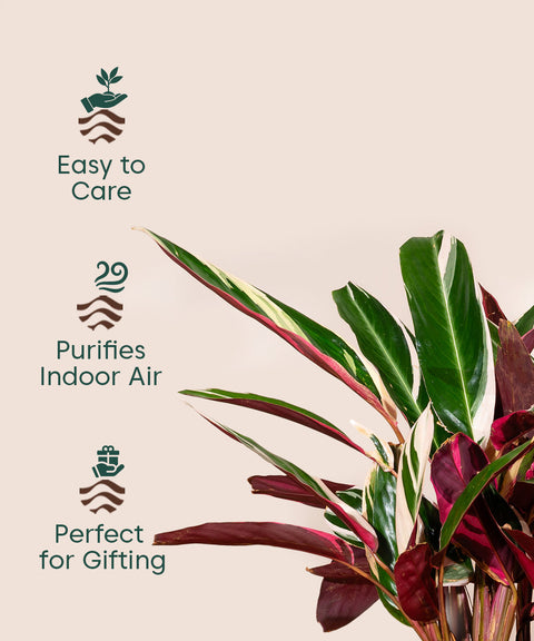 Calathea Triostar with Large Metal Self Watering Pot