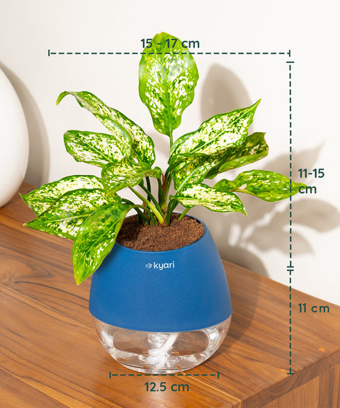 Aglaonema Snow White Plant With Nova Self Watering Pot
