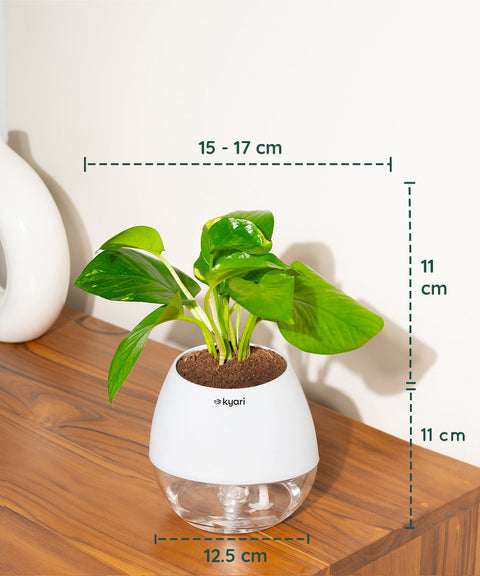 Golden Money Plant With Nova Self Watering Pot