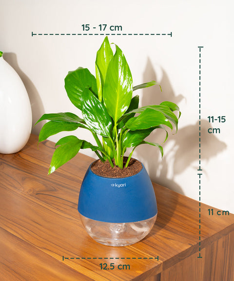 Peace Lily Plant With Nova Self Watering Pot