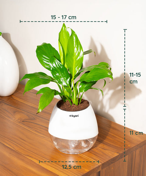 Peace Lily Plant With Nova Self Watering Pot