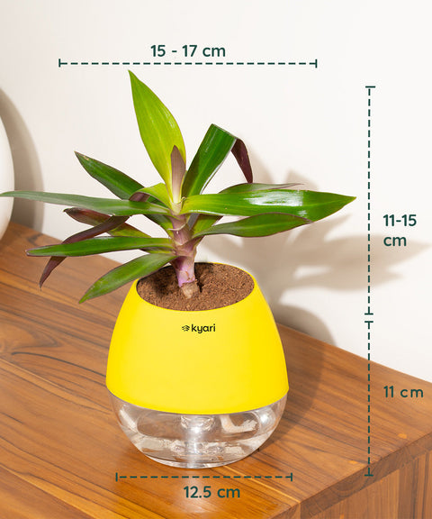 Oyster Plant With Nova Self Watering Pot