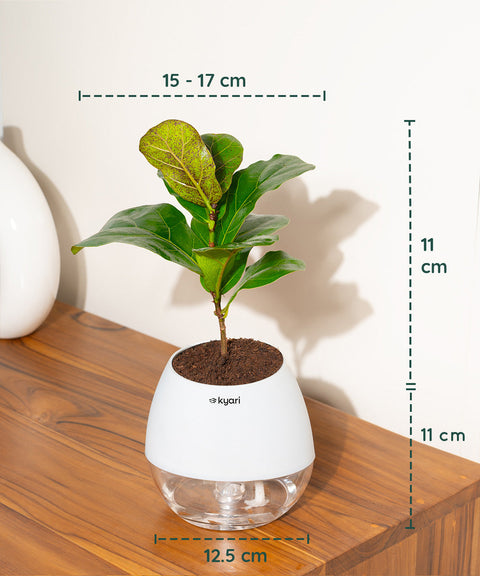 Fiddle Fig Plant With Nova Self Watering Pot