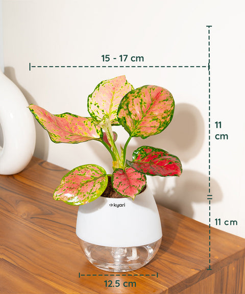 Aglaonema Pink Valentine Plant With Nova Self Watering Pot