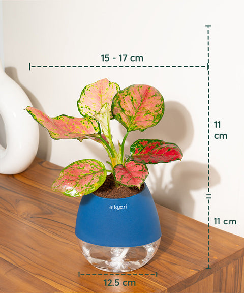 Aglaonema Pink Valentine Plant With Nova Self Watering Pot