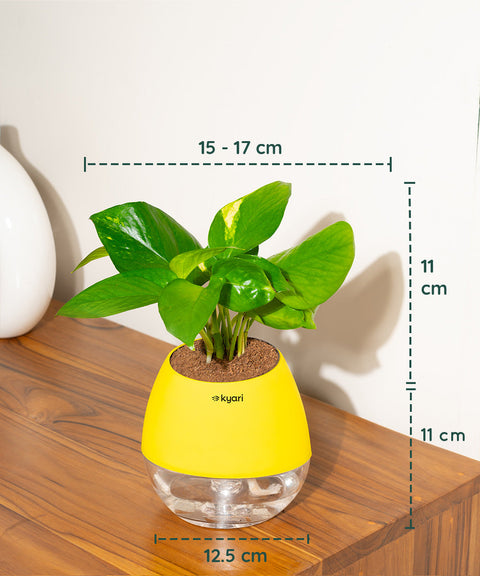 Golden Money Plant With Nova Self Watering Pot