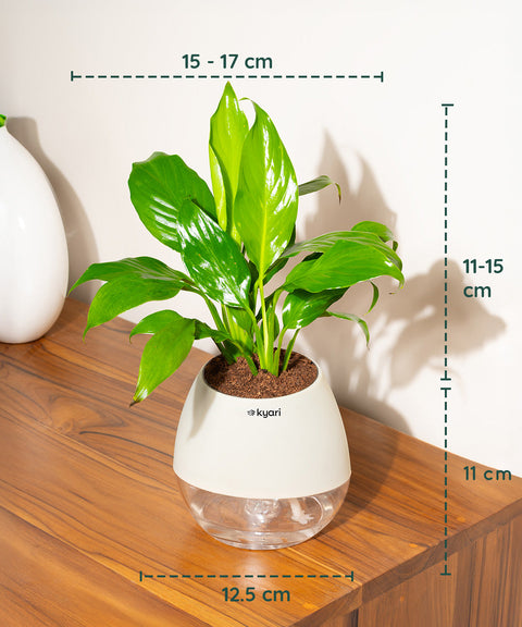 Peace Lily Plant With Nova Self Watering Pot