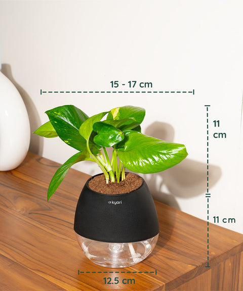 Money Variegated Plant With Self Watering Pot - CRED
