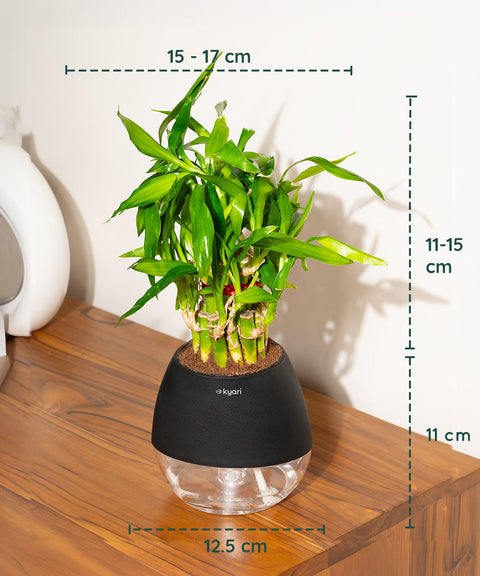 Lucky Bamboo Plant With Nova Self Watering Pot