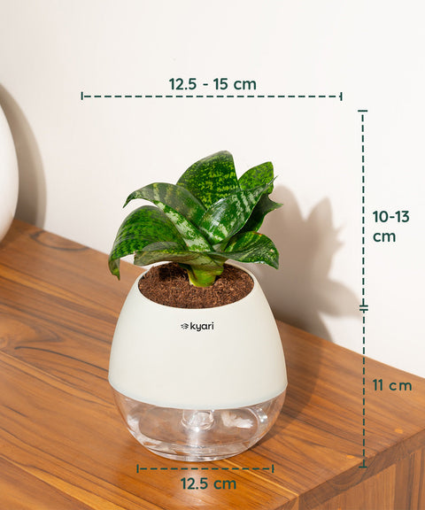 Green Snake Plant With Nova Self Watering Pot