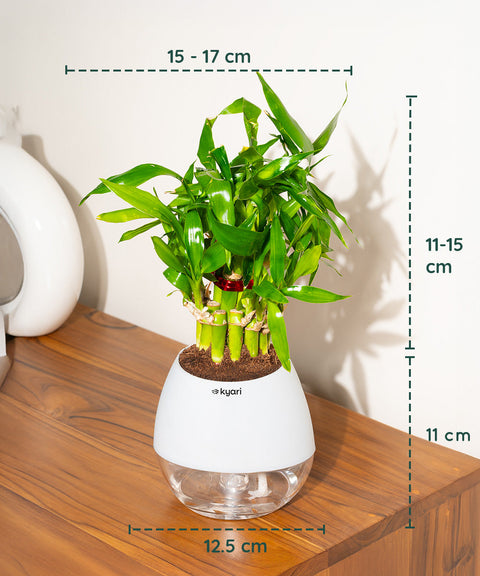 Lucky Bamboo Plant With Nova Self Watering Pot