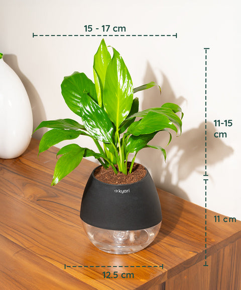 Peace Lily Plant With Nova Self Watering Pot