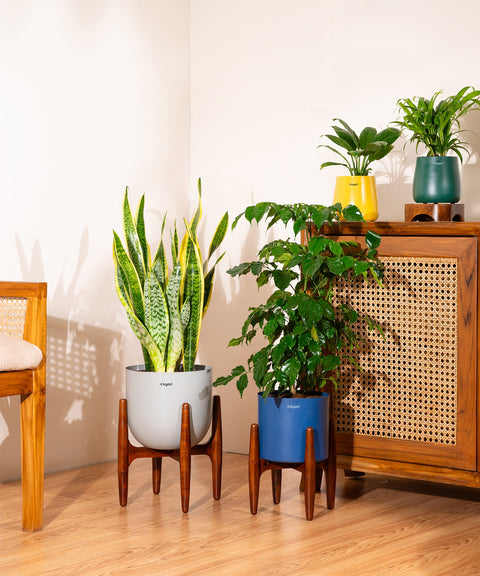 Golden Hahnii Snake Plant With Self Watering Pot