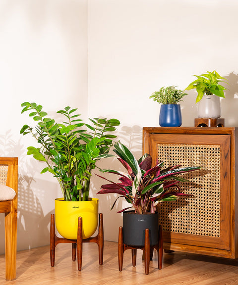 Calathea Triostar with Large Metal Self Watering Pot