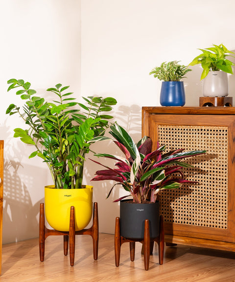 ZZ Green with Extra Large Self Watering Pot
