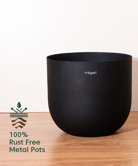 ZZ Green with Extra Large Self Watering Pot
