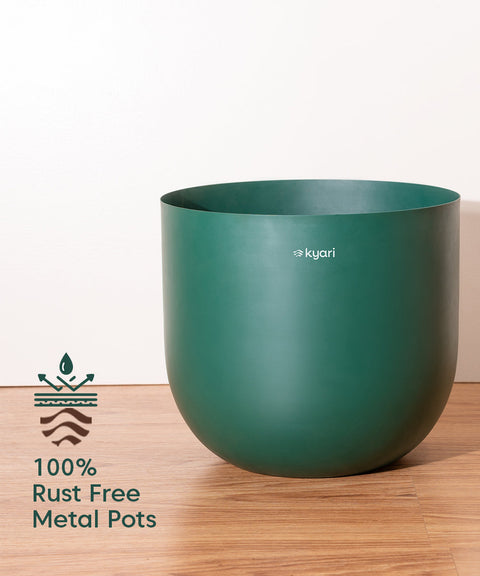 ZZ Green with Extra Large Self Watering Pot