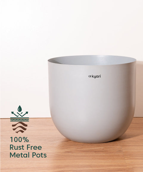 ZZ Green with Extra Large Self Watering Pot