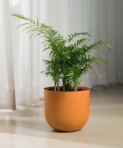 Chamaedorea Palm Plant With Extra Large Metal Self Watering Pot