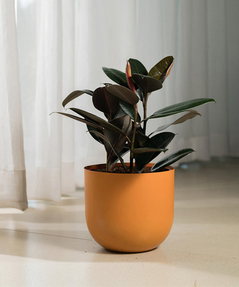 Black Rubber with Arbor Metal Planter